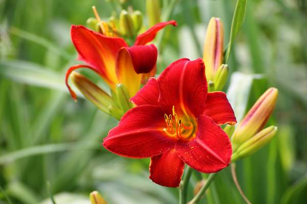 紅色海盜萱草 紅色海盜萱草