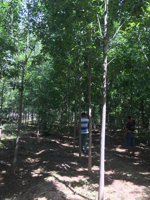 白蠟樹(shù)苗圃 白蠟樹(shù)苗圃