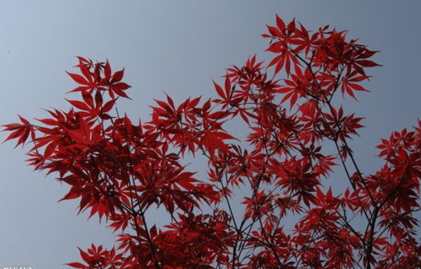 紅楓作衫，白楊為裙，美的傾國(guó)傾城！