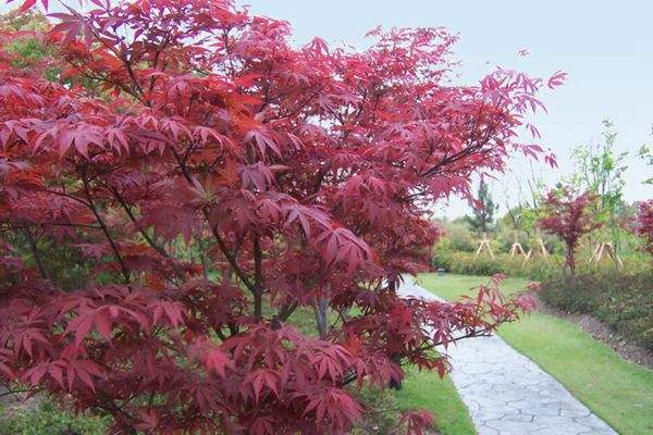 紅楓作衫，白楊為裙，美的傾國(guó)傾城！