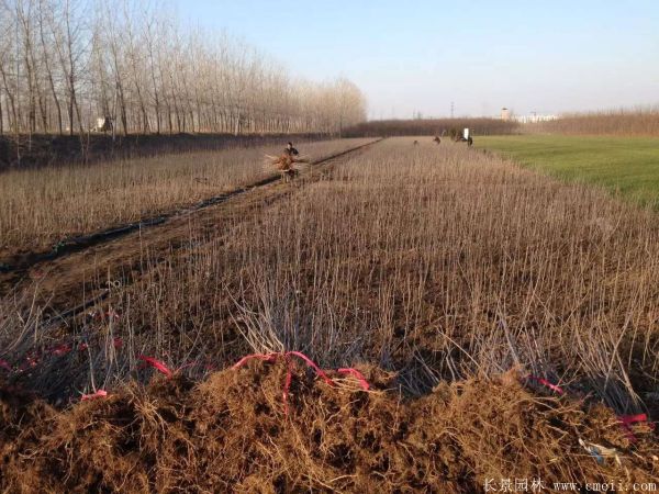 丁香圖片基地實(shí)拍 丁香圖片基地實(shí)拍