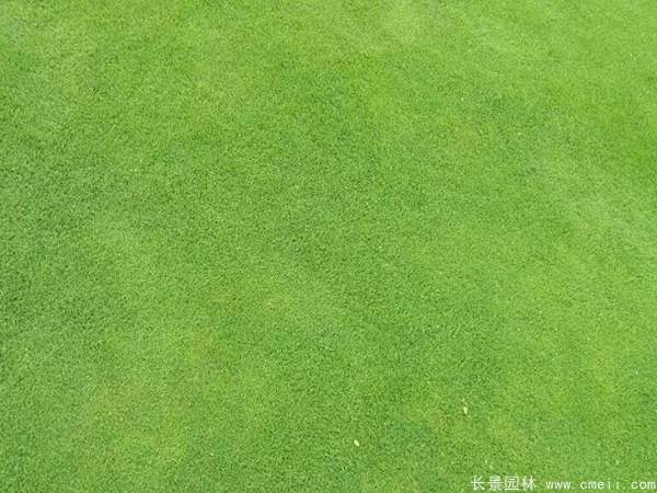 馬尼拉草坪種子發(fā)芽出苗圖片