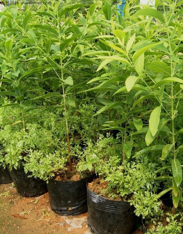 檀香種子發(fā)芽出苗圖片